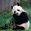 Система защиты Panda Global Protection 2011 доступна для бета-тестирования